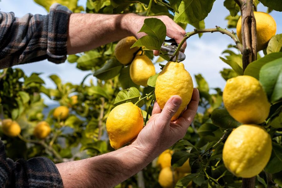 Amalfi: Cooking Class and Farmhouse Visit With Meal - The essentials at a glance