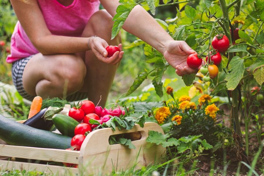 Amalfi: Cooking Class and Farmhouse Visit With Meal - Should you book it?