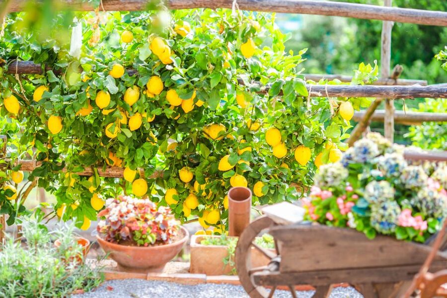 Amalfi: Cooking Class and Farmhouse Visit With Meal - Food needs, age and access