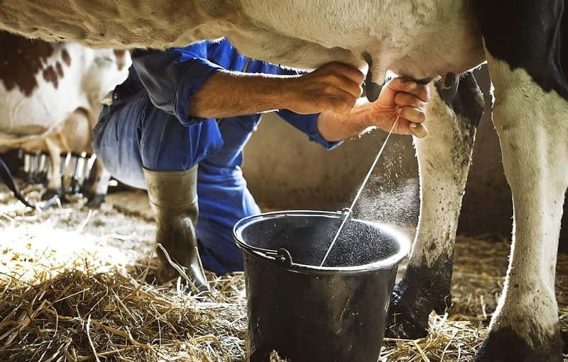 Amalfi: Milk the cows, Make Pasta, Mozzarella and Tiramisù! - The best parts, at a glance