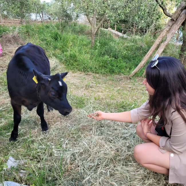 Amalfi: Milk the cows, Make Pasta, Mozzarella and Tiramisù! - Start at a family farmhouse in Agerola