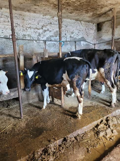 Amalfi: Milk the cows, Make Pasta, Mozzarella and Tiramisù! - Make tagliatelle from Nonna Maria’s recipe