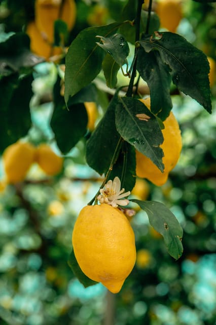 Amalfi: Vertical Lemon Farm Tour, Tastings, and Rural Museum - Lemon cake, lemonade, and a taste of the harvest
