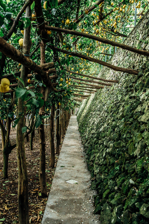 Amalfi: Vertical Lemon Farm Tour, Tastings, and Rural Museum - The rural museum’s tools and records