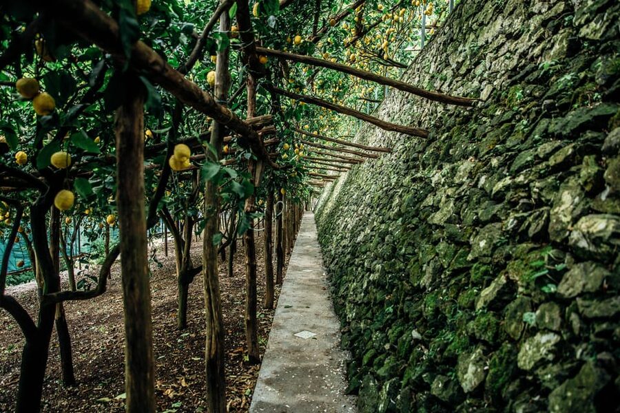 Amalfi: Vertical Lemon Farm Tour, Tastings, and Rural Museum - Who will enjoy this visit most