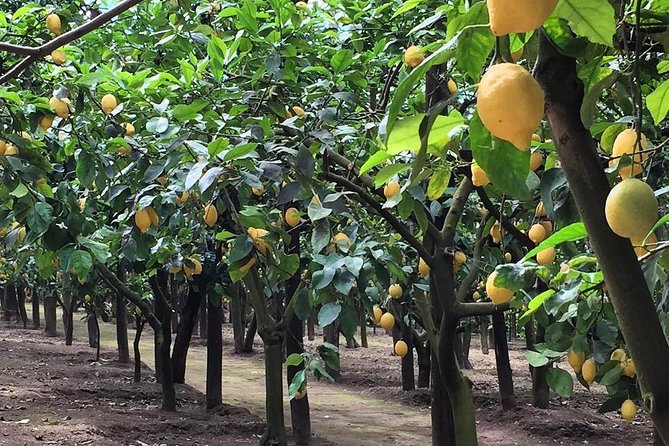 E-Bike Food and Wine Tour in the Sorrento Peninsula - FAQ