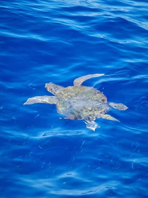 From Sorrento: Capri Boat Tour with Blue Grotto Visit - FAQ