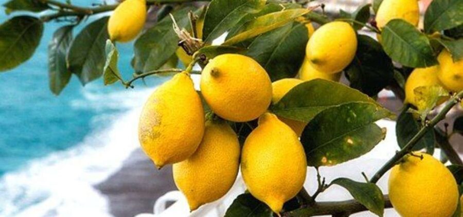 Maiori: Amalfi Coast Path of Lemons Day Trip with Tastings - The old route between Maiori and Minori