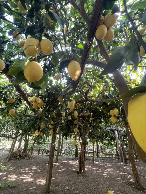 Maiori: Amalfi Coast Path of Lemons Day Trip with Tastings - Finishing in Minori