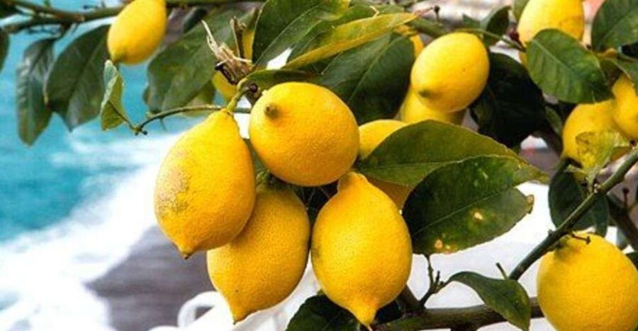 Maiori: Amalfi Coast Path of Lemons Day Trip with Tastings - Climbing through the lemon terraces