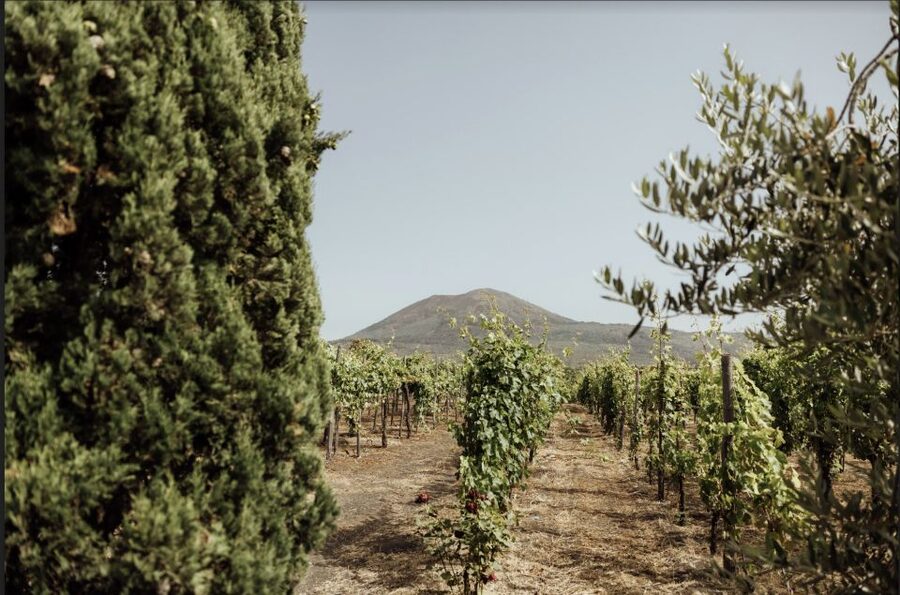 Mount Vesuvius: Vineyard Tour with Wine Tasting and Lunch - A family cellar in Vesuvius country