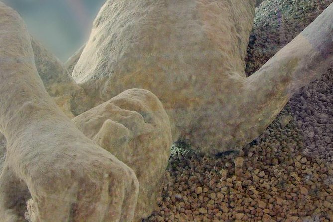 Mt Vesuvius and Pompeii Tour by Bus from Sorrento - A comfortable coach, with a few practical caveats