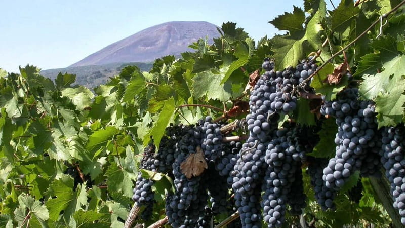 Pompeii: Archeological Tour & Wine Tasting at Mt. Vesuvius - What the guide adds to the ruins