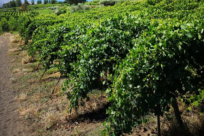 Pompeii Tour & Lunch with Wine Tasting Experience - Is $120.98 a fair price?