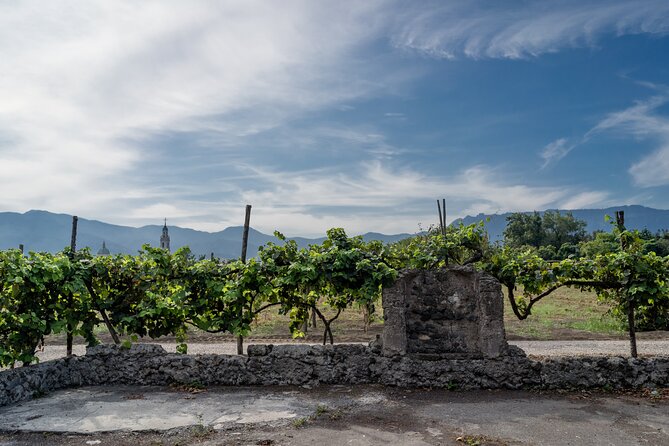 Pompeii Vineyard Escape: Private Wine Tasting & Lunch - Who Will Enjoy This Most