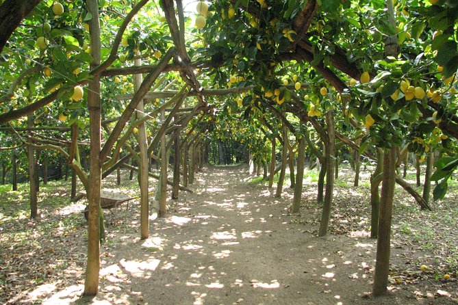Sorrento Farm and Food Experience including Olive Oil, Limoncello, Wine tasting - The farm experience at a glance