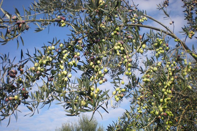 Sorrento Farm and Food Experience including Olive Oil, Limoncello, Wine tasting - Tasting the farm’s olive oil, limoncello, and more
