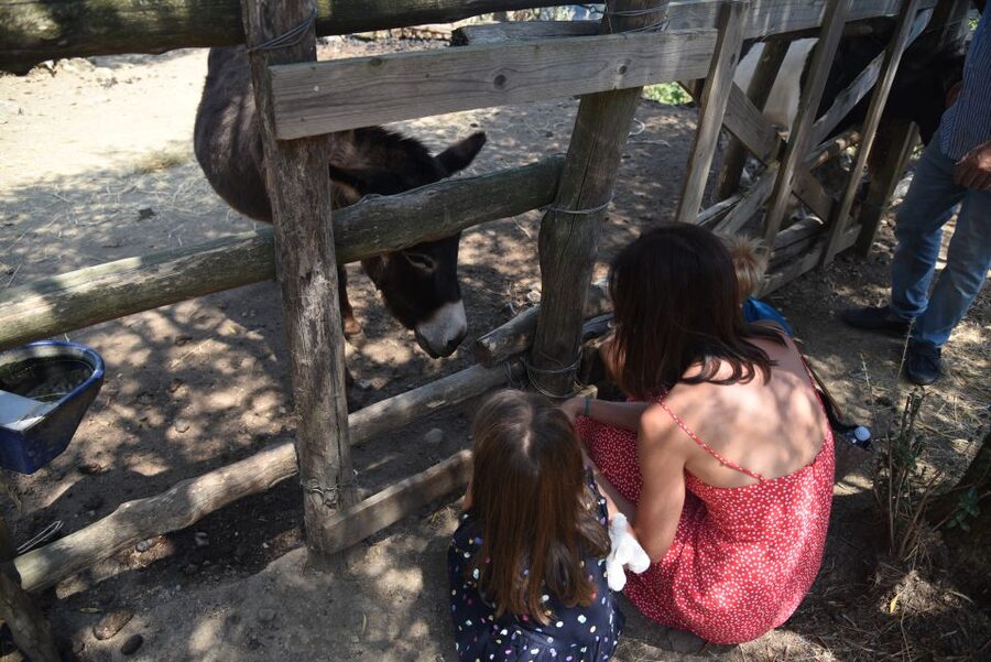 Sorrento: Farm Tour with Cheese Tasting & Pizza Making Class - Who will enjoy Primaluce most