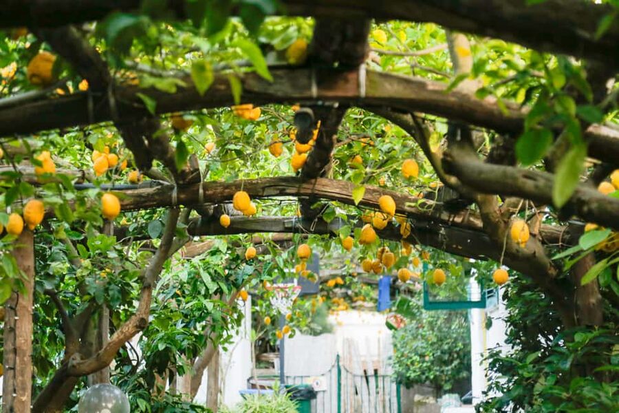 Sorrento: Guided Walking Tour & Street Food Experience - How the guide can shape the experience
