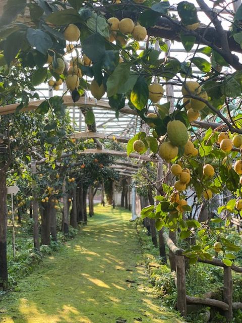 Sorrento: Lemon Garden Tour with Marmalade Tasting - At a glance: grove, guide and tasting