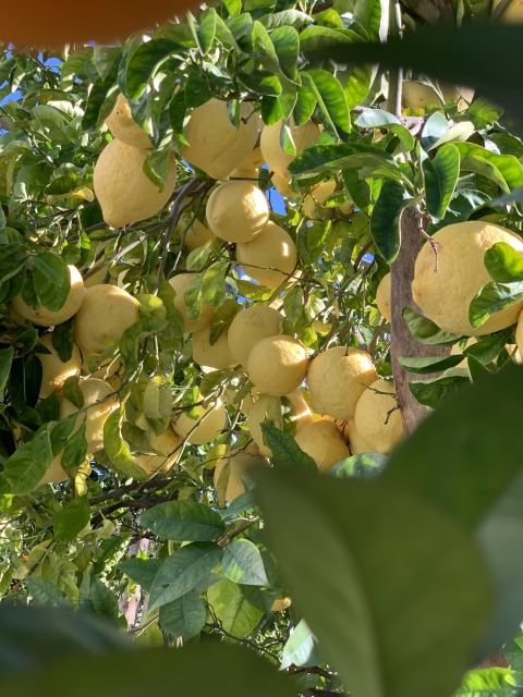 Sorrento: Lemon Garden Tour with Marmalade Tasting - Inside a Sorrento lemon garden