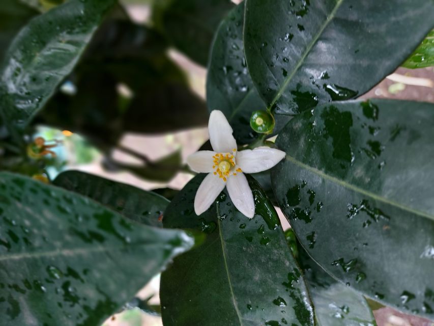 Sorrento: Lemon Garden Tour with Marmalade Tasting - The tasting: marmalade, limoncello and more