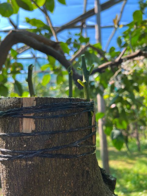 Sorrento: Lemon Garden Tour with Marmalade Tasting - Should you book the lemon garden tour?
