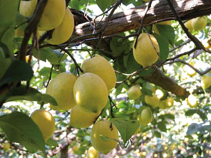 Sorrento: Night time Walking Tour & Limoncello Tasting - Who should book this walk?